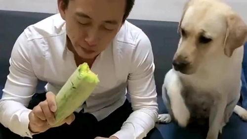 狗吃西葫芦瓜,西葫芦瓜的奇妙滋味