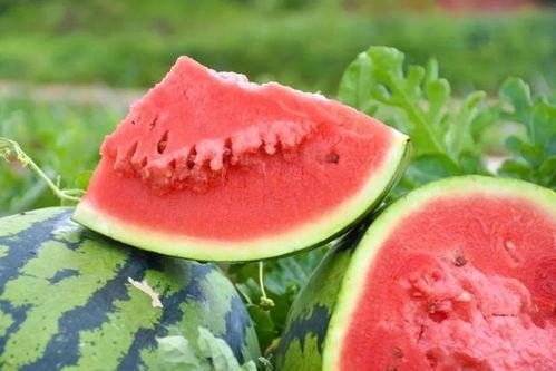 _广东江门吃瓜,一场别开生面的“吃瓜”之旅