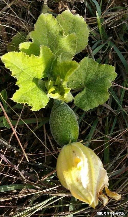 小嫩吃瓜,揭秘娱乐圈那些不为人知的幕后故事