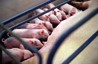 养猪吃瓜直播,趣味农业新风尚