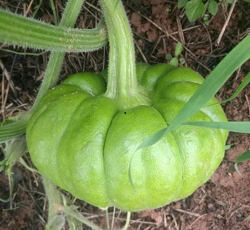 姜柄瓜煮瓜尖可以吃吗,美味与健康的双重享受