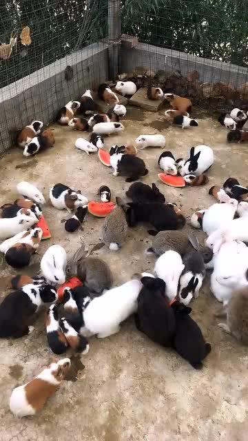 豚鼠吃洋瓜吗,揭秘它们对洋瓜的喜好