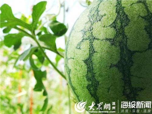 惠民县吃瓜,品味田园生活新篇章