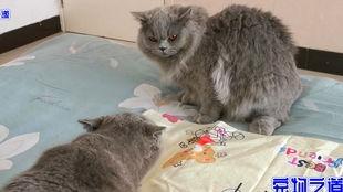 明星吃胖猫瓜,吃胖猫瓜背后的故事揭秘