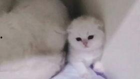 吃瓜忆崽崽,揭秘娱乐圈萌娃们的成长故事