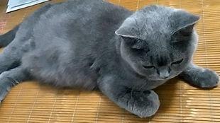 吃瓜群众小花猫