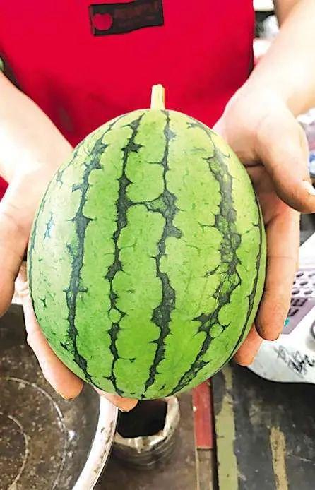 青岛主播吃瓜,趣味横生直播瞬间