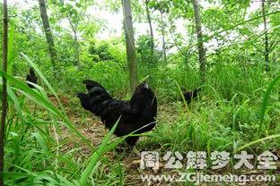 梦见吃黑鸡瓜,探寻黑鸡瓜的神秘寓意