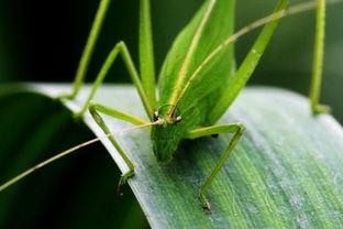 纺织娘吃瓜,纺织娘的夏日瓜香之旅