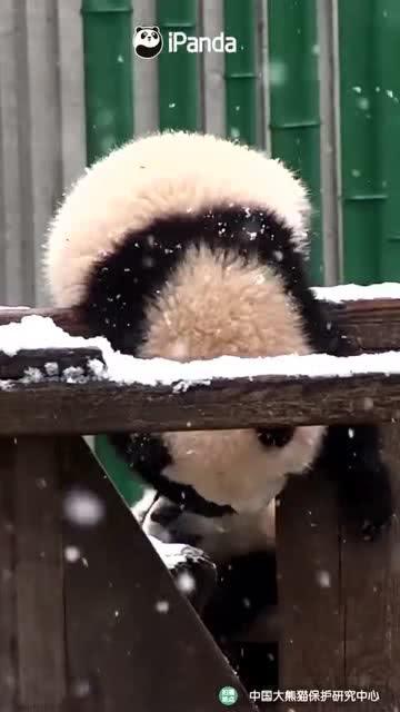 吃瓜小熊原视频,揭秘网络红人的爆红之路