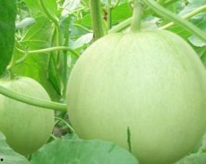 孕妇可以吃啥瓜,孕妇适宜食用的瓜类推荐