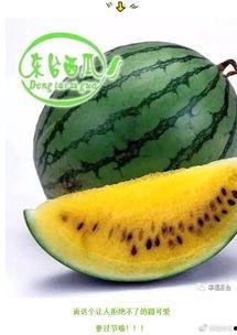 吃瓜技巧速度,掌握高效吃瓜技巧