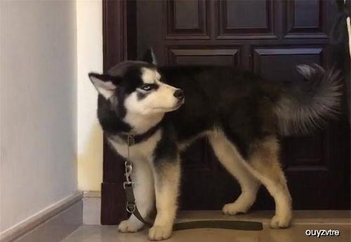 哈士奇的墙角吃瓜,萌态十足引网友热议