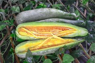 开平网红吃瓜,揭秘幕后故事与热门话题