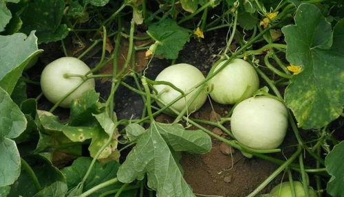 吃瓜资源吃瓜资源导航站,海量资讯一网打尽